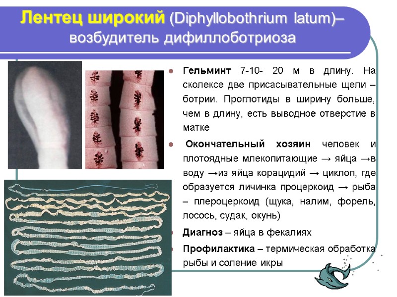 Лентец широкий (Diphyllobothrium latum)– возбудитель дифиллоботриоза  Гельминт 7-10- 20 м в длину. На